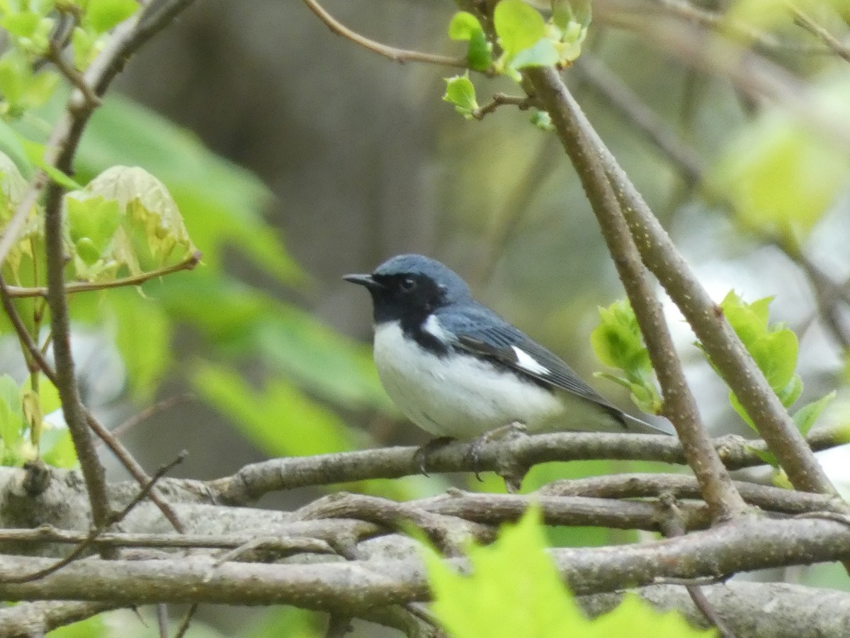 Black-throated Blue Warbler - ML627940465