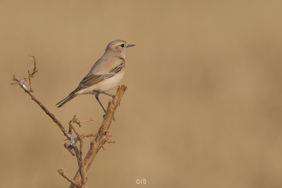 Desert Wheatear - ML627940645