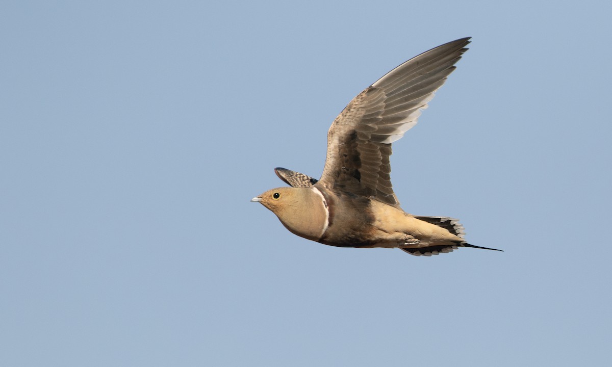 Namaqua Sandgrouse - ML627940891