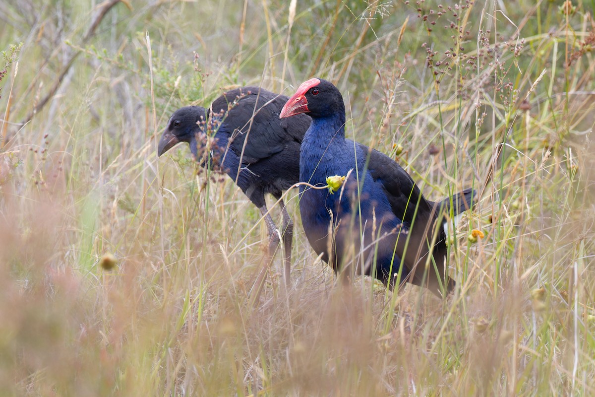 Ebird Checklist Dec Maddens Plains Species