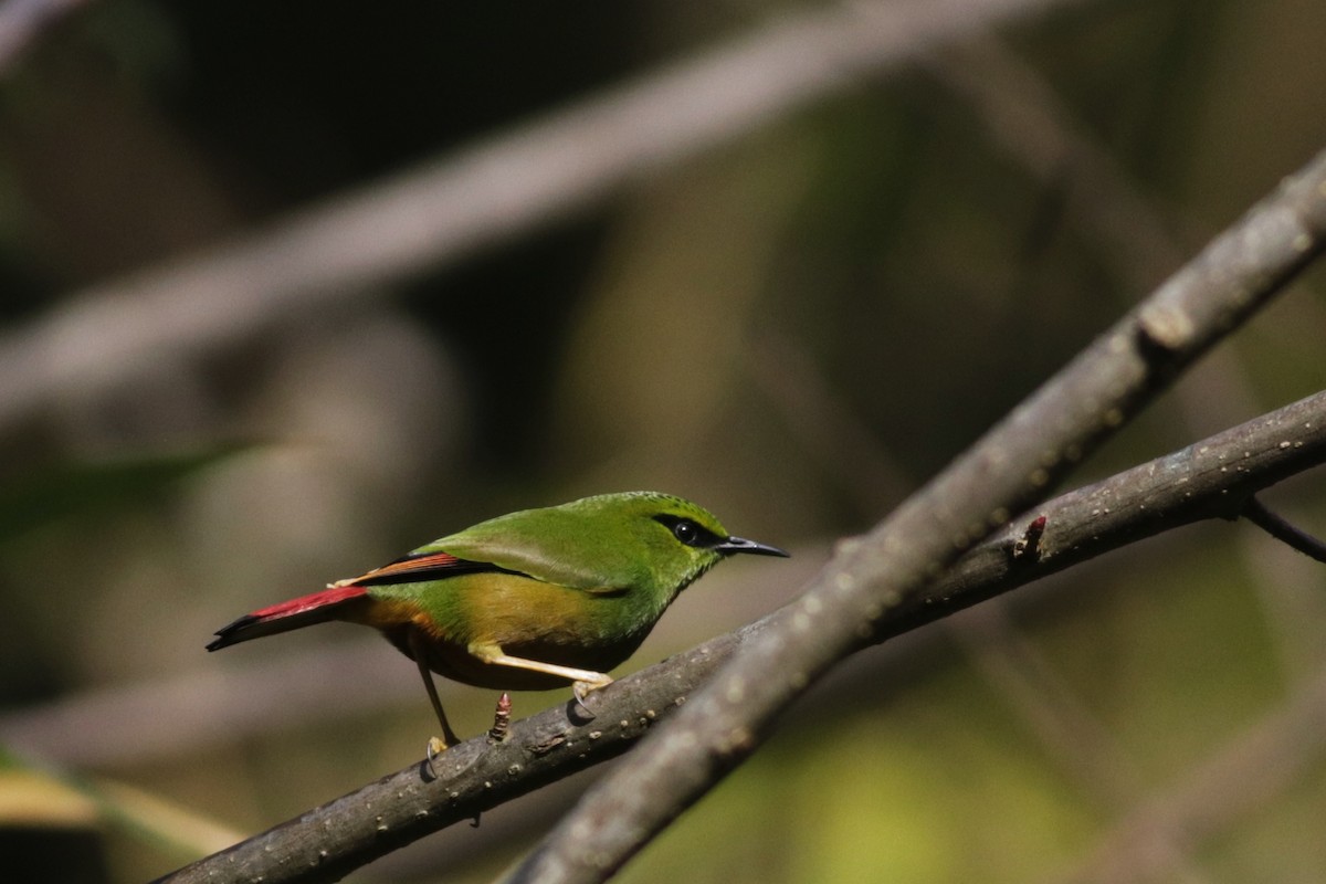 Fire-tailed Myzornis - ML627940899