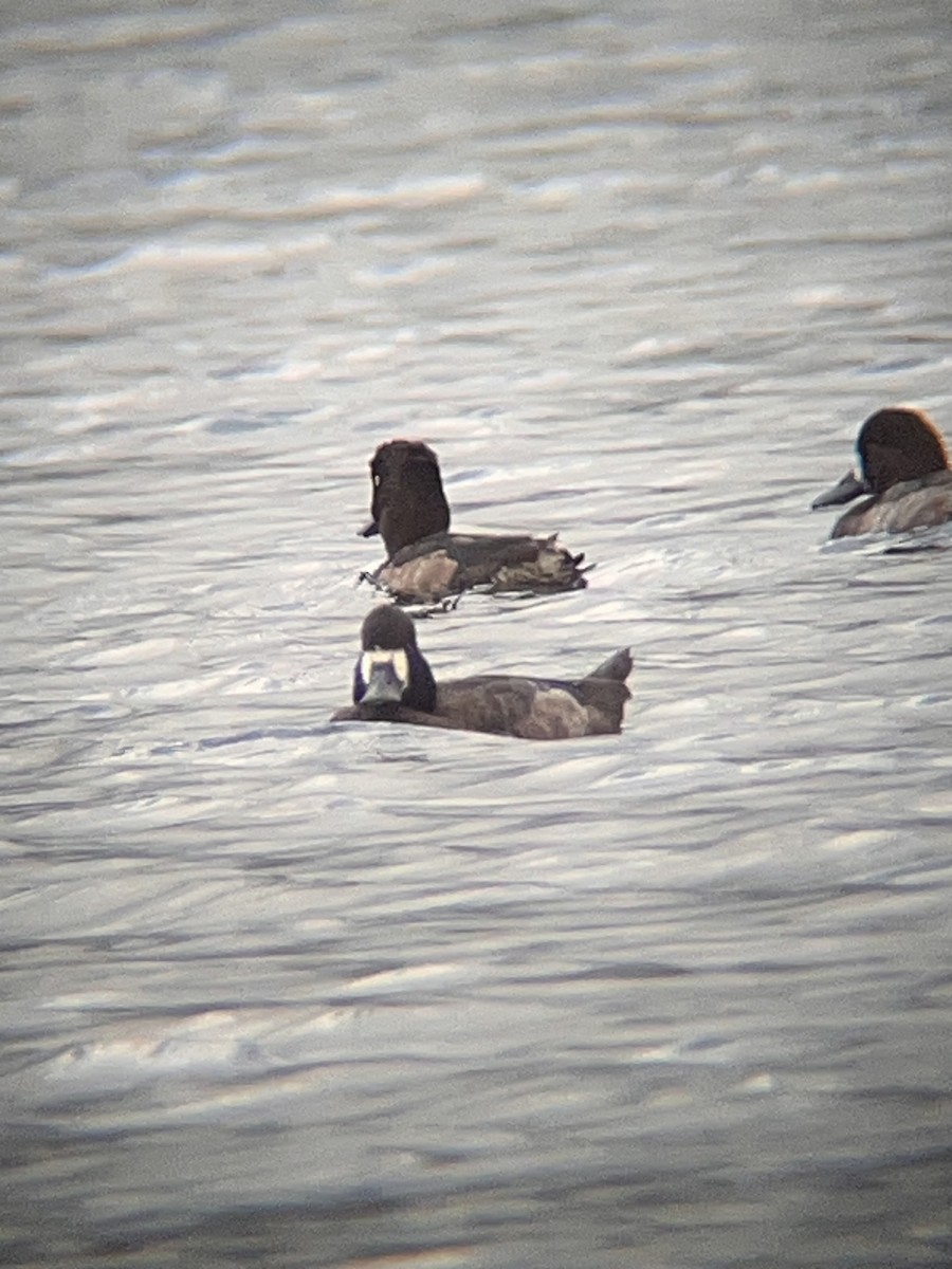 Tufted Duck - ML627940996