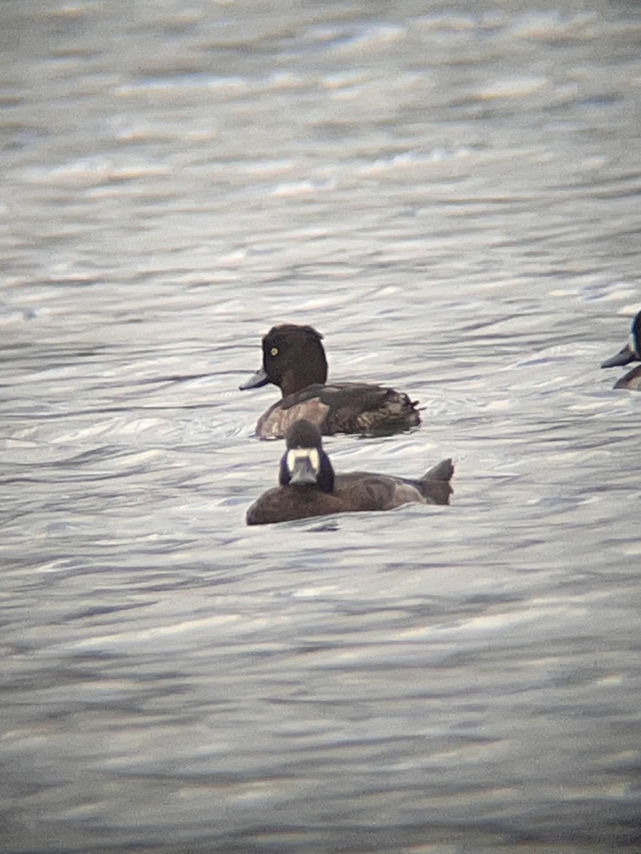 Tufted Duck - ML627940997