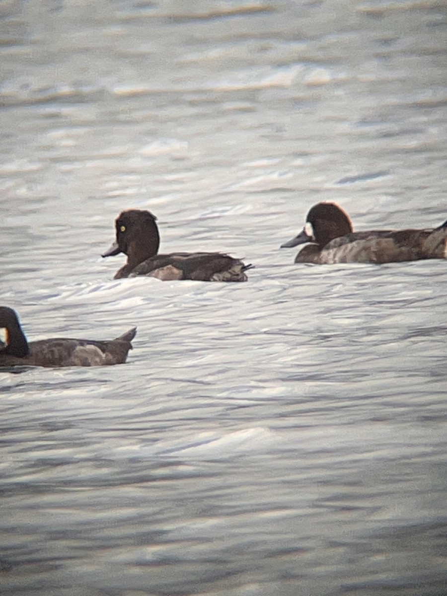 Tufted Duck - ML627940998