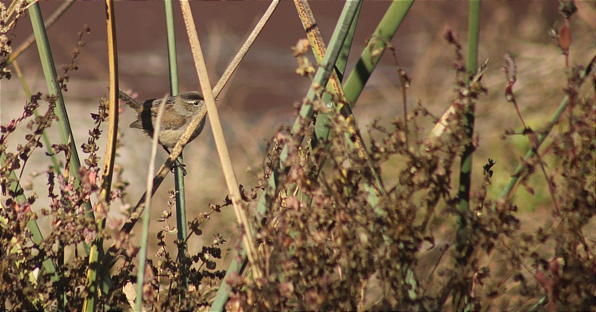 Marsh Wren - ML627941003