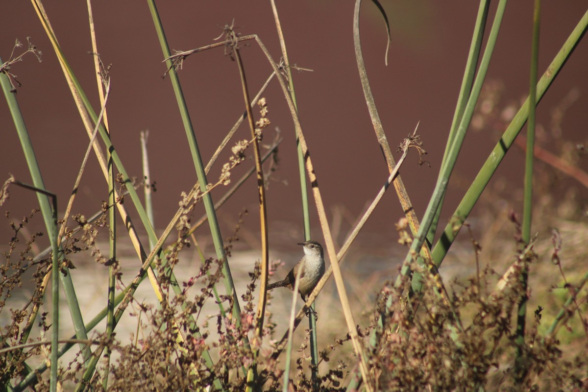 Marsh Wren - ML627941004