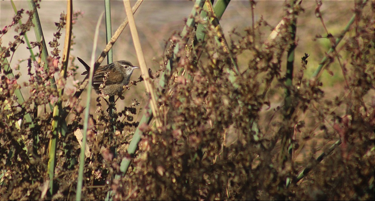 Marsh Wren - ML627941005