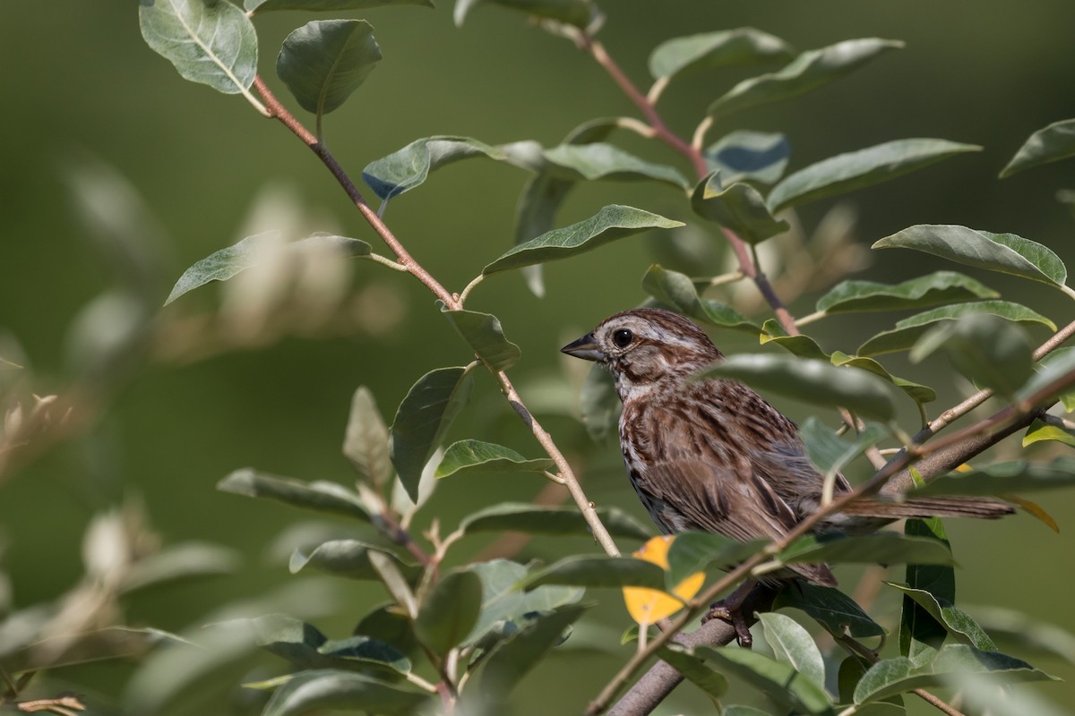 Song Sparrow - ML62794121