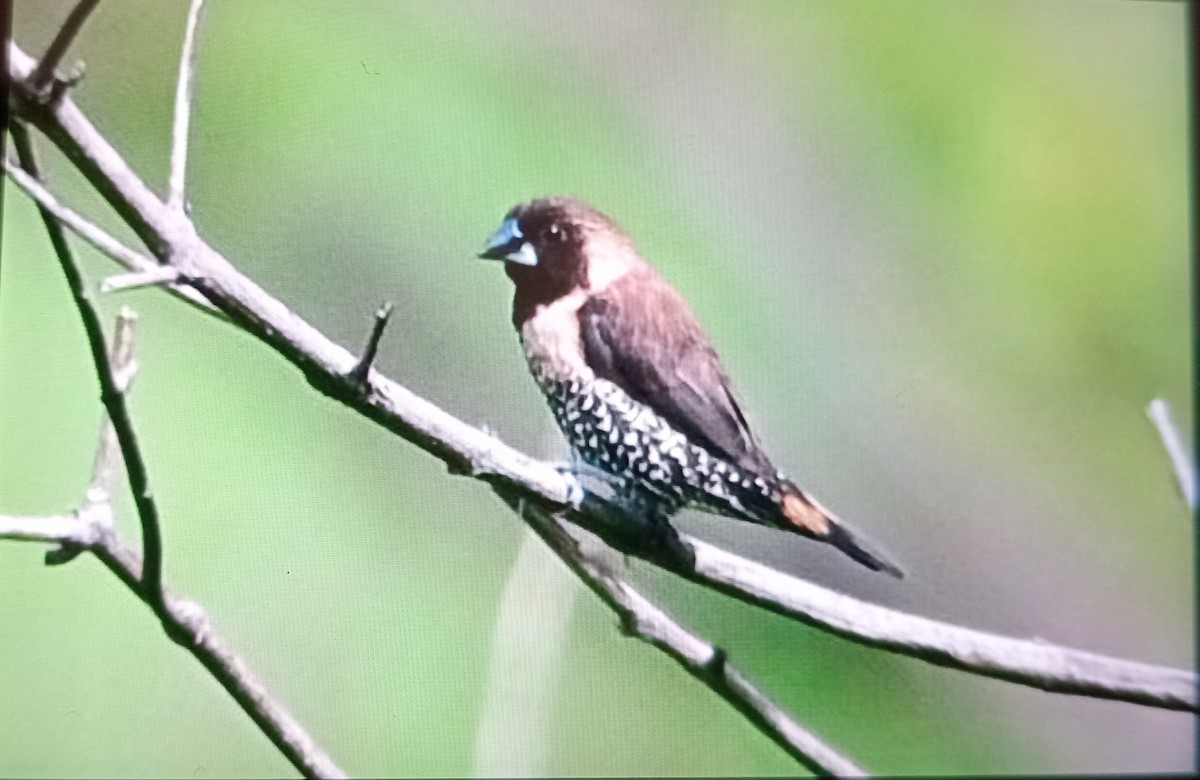 Black-throated Munia - ML627941259