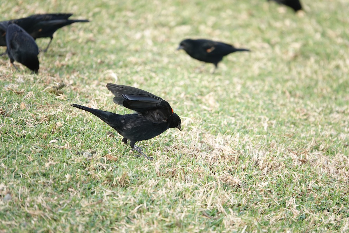 Tricolored Blackbird - ML627941325