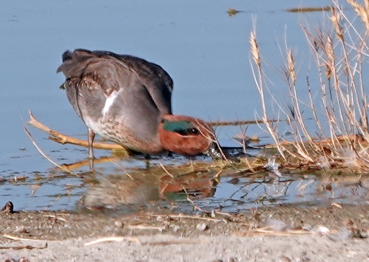 Green-winged Teal - ML627941395