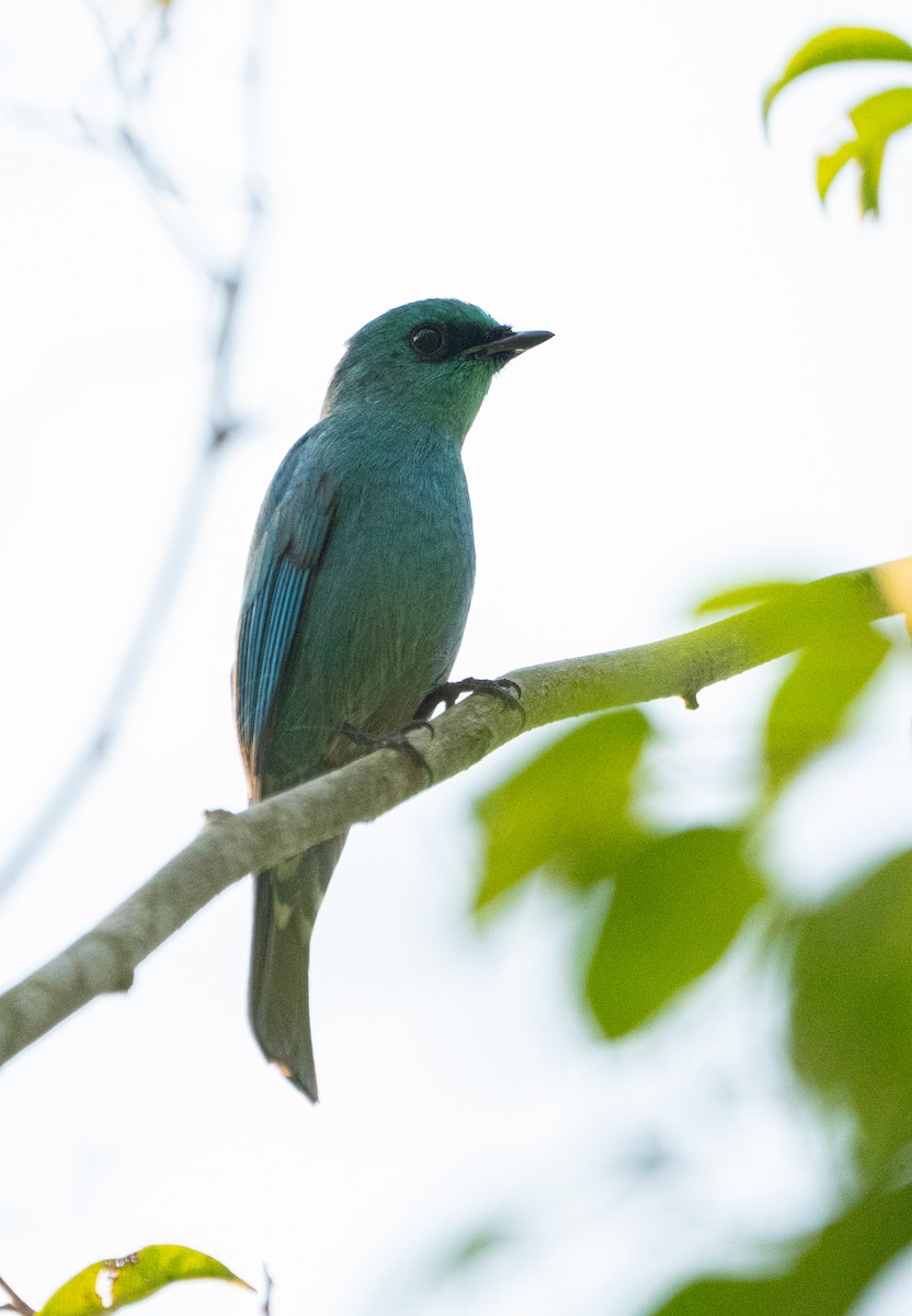 Verditer Flycatcher - ML627941446