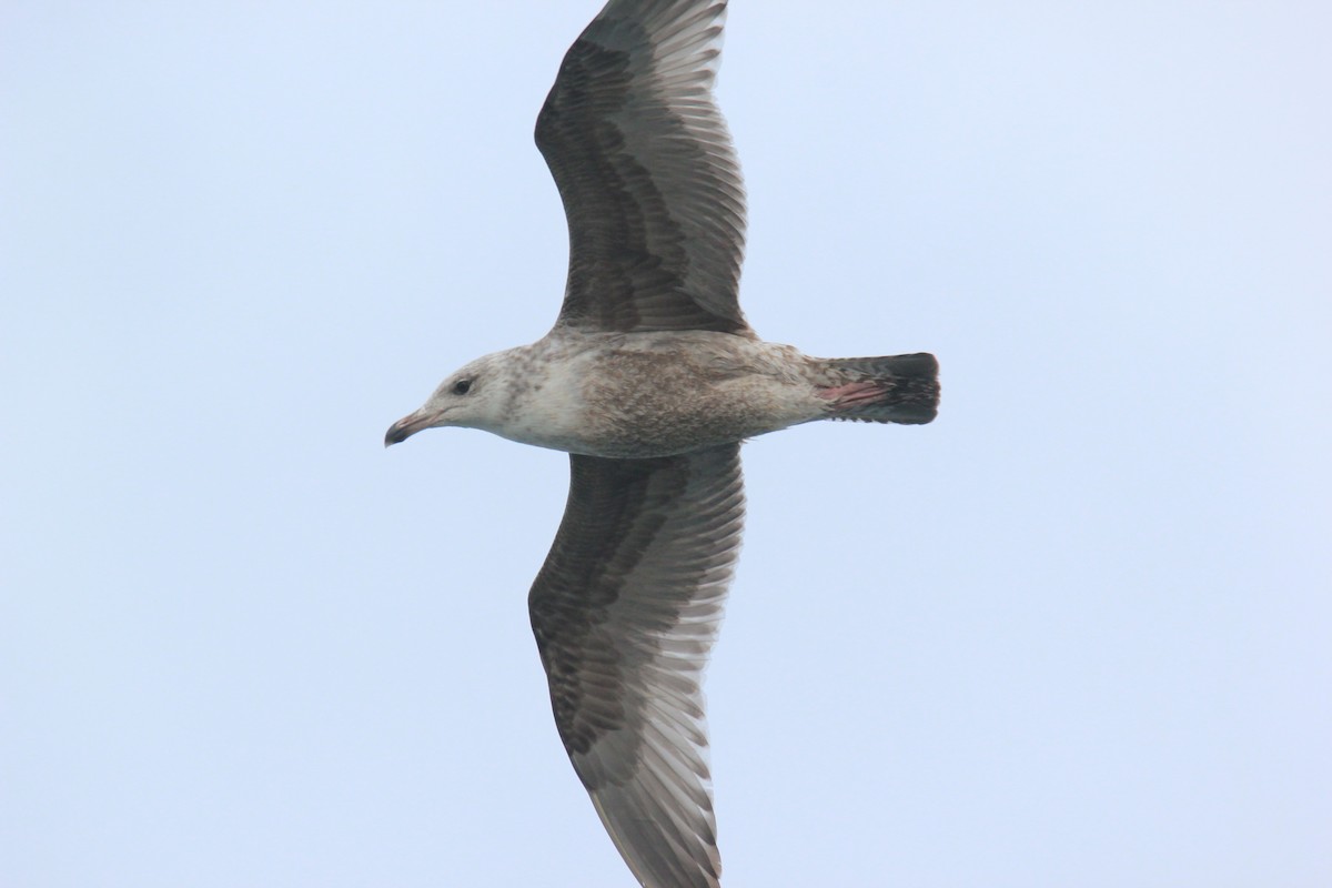 American Herring Gull - ML627941451