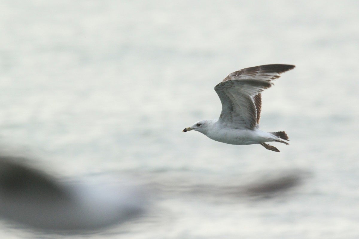 Ring-billed Gull - ML627941454