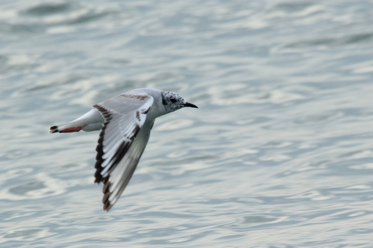 Bonaparte's Gull - ML627941456