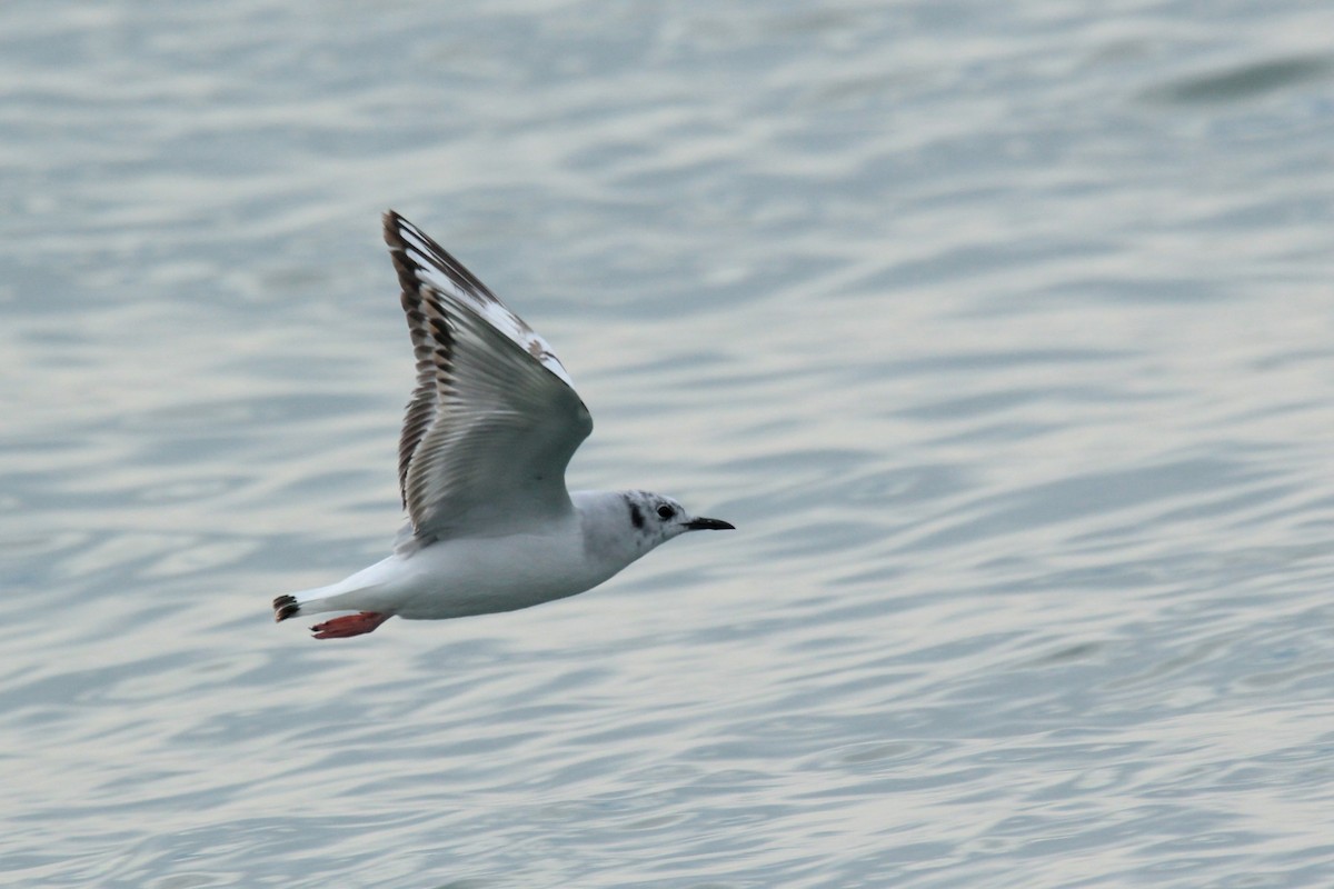 Bonaparte's Gull - ML627941457