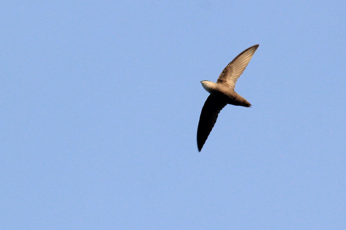 Chimney Swift - ML627941460