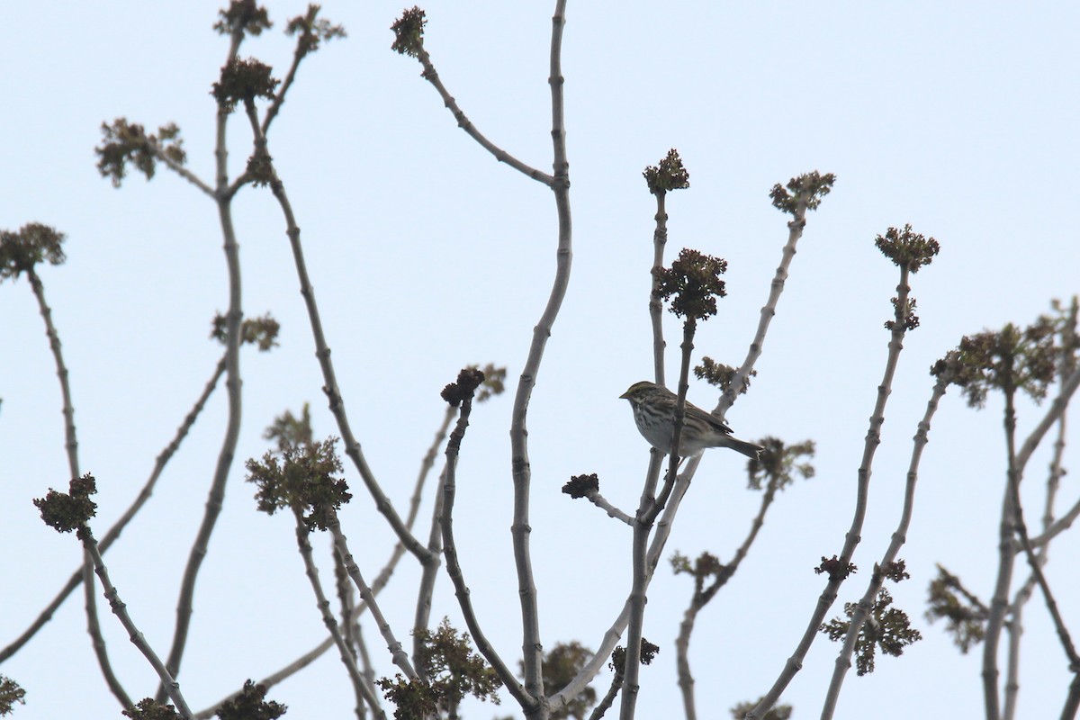 Savannah Sparrow - ML627941473