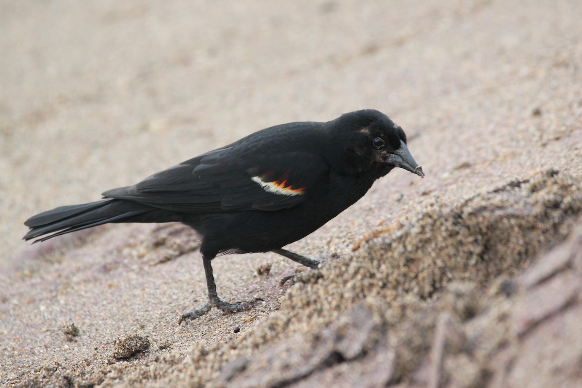 Red-winged Blackbird - ML627941477