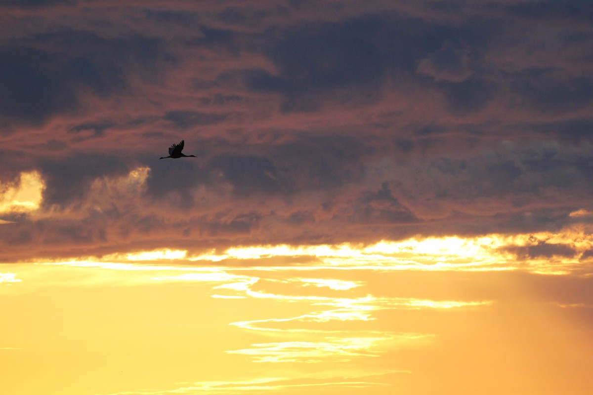 Sandhill Crane - ML627941526