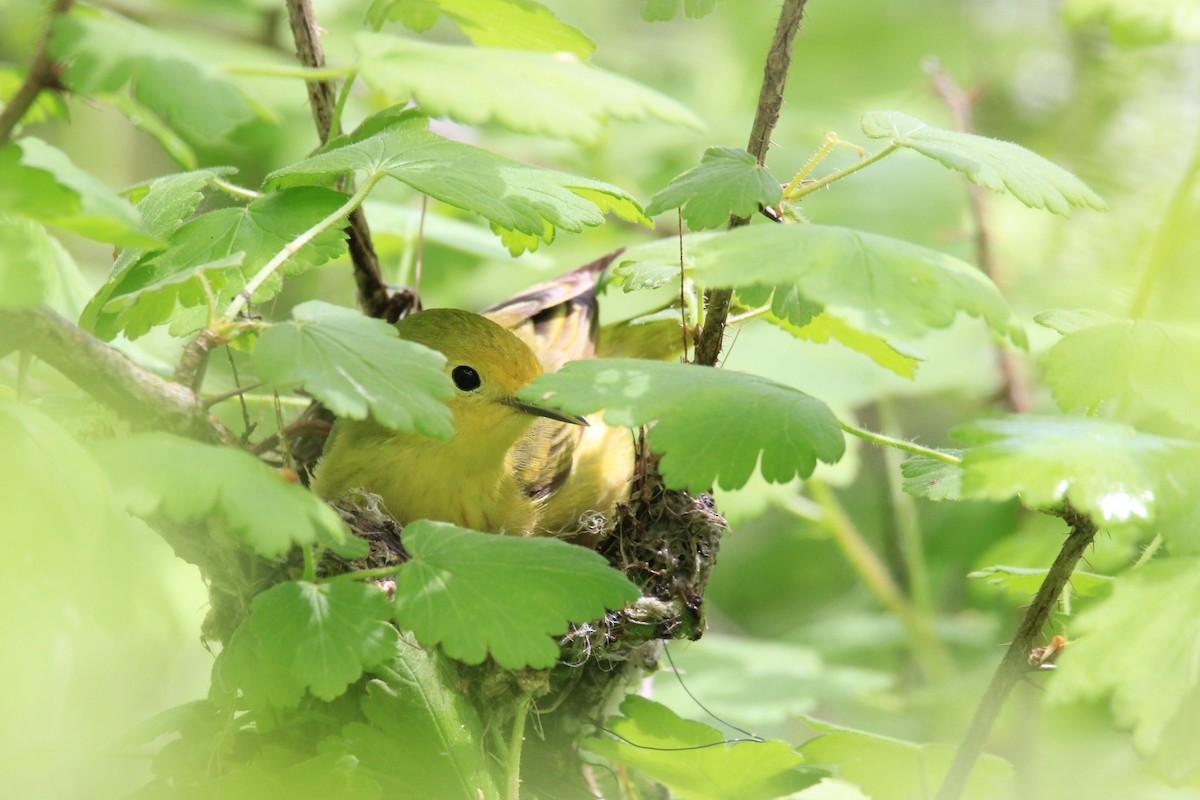 Yellow Warbler - ML627941543