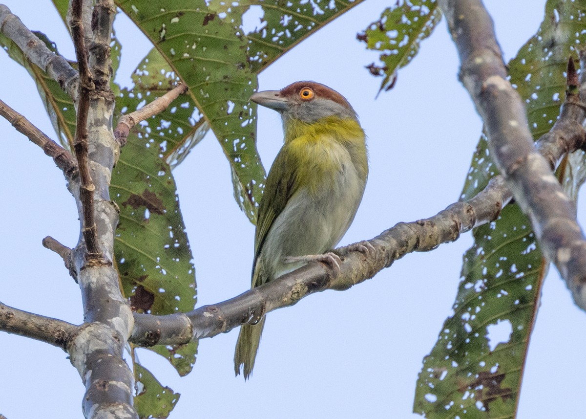 Rufous-browed Peppershrike - ML627941564