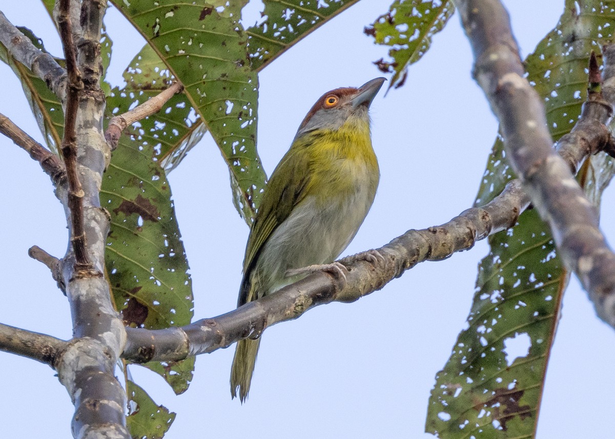 Rufous-browed Peppershrike - ML627941565