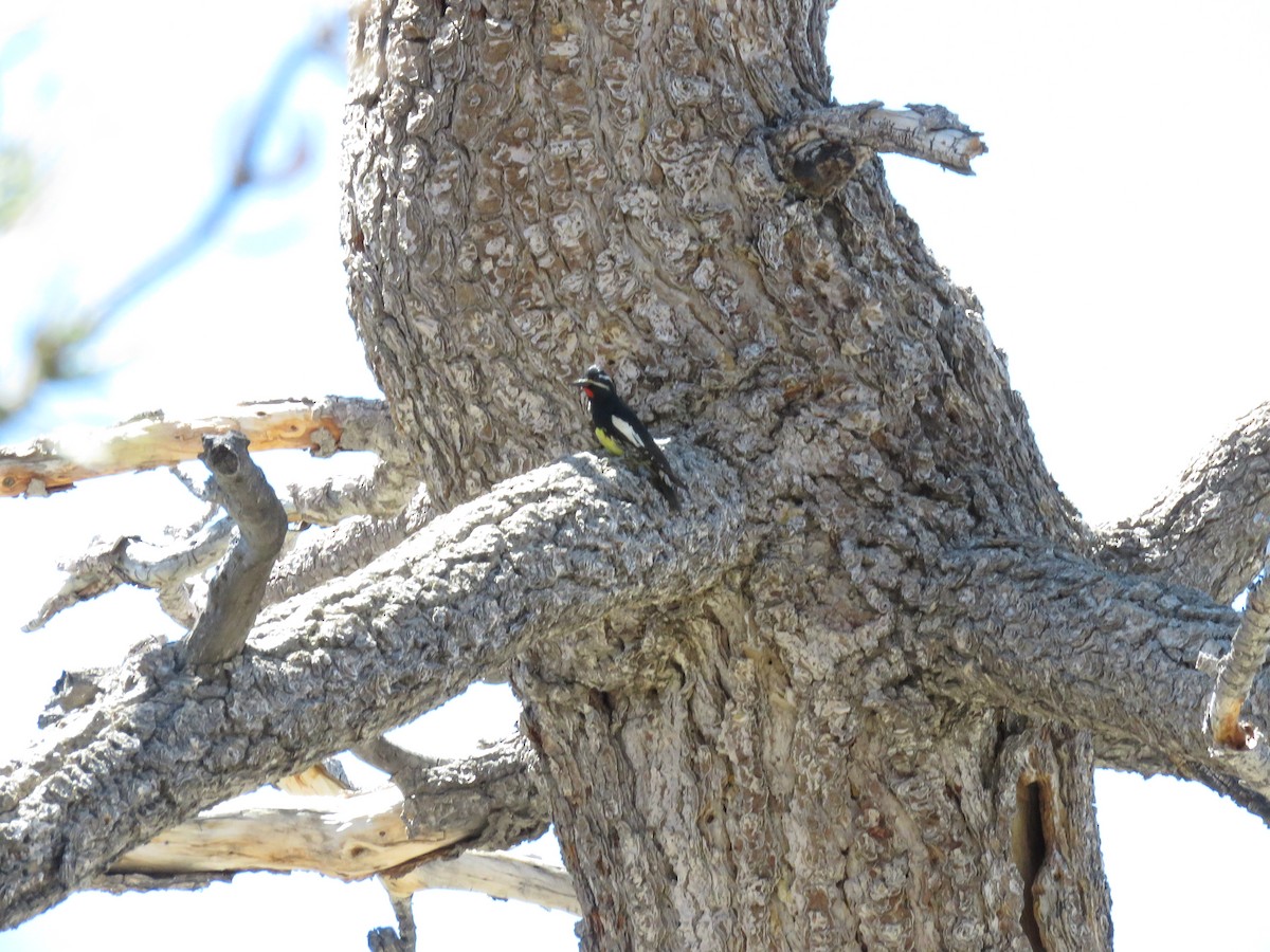 Williamson's Sapsucker - ML62794171