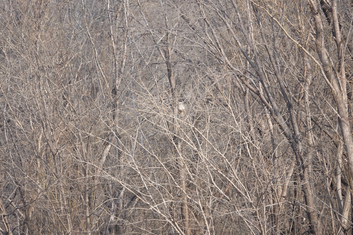 Upland Buzzard - ML627941761