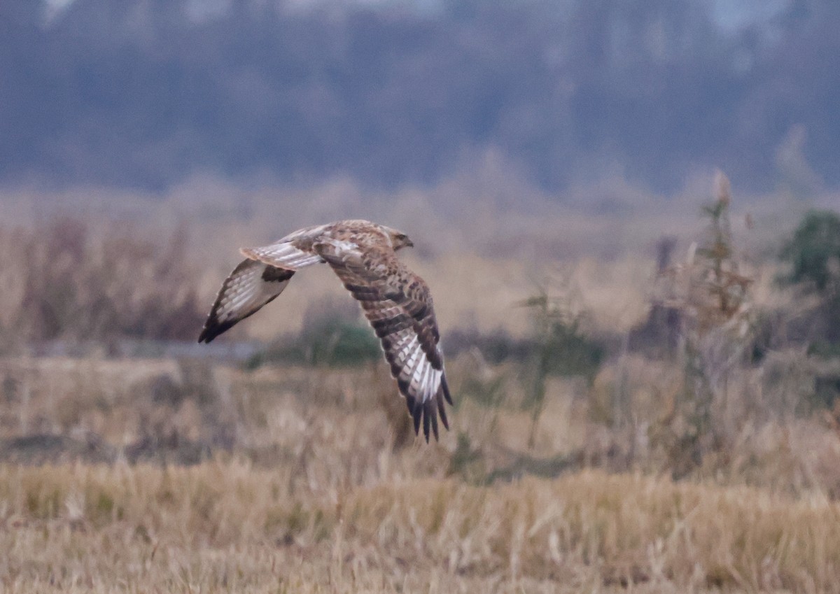 Upland Buzzard - ML627941768