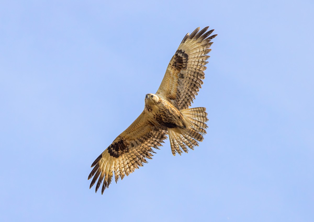 Upland Buzzard - ML627941792