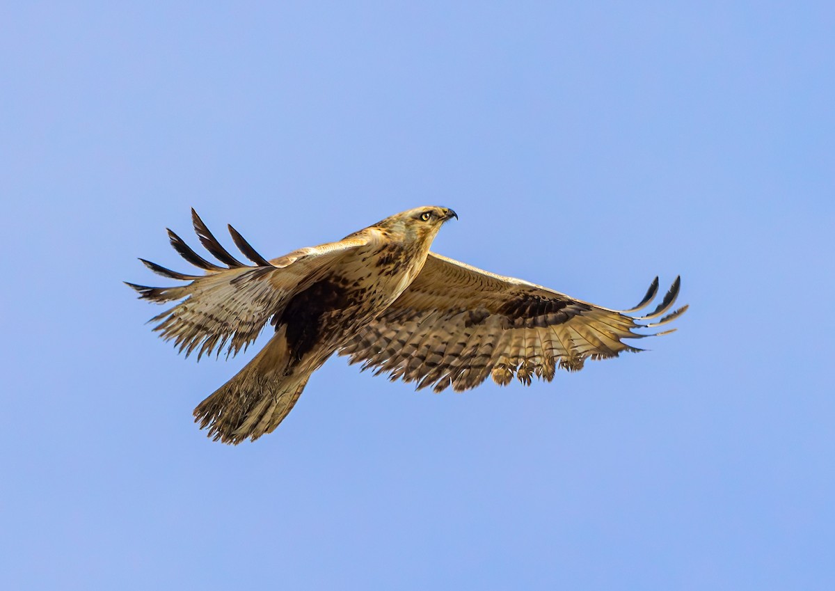 Upland Buzzard - ML627941794