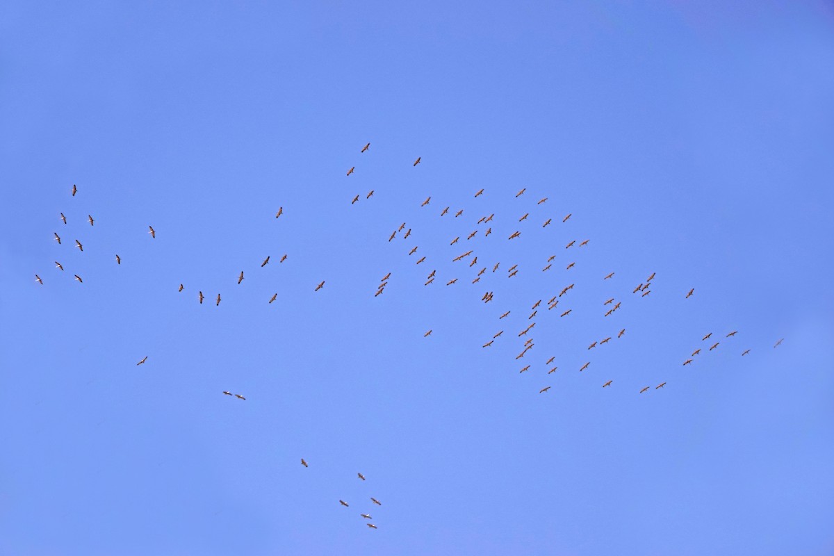 Sandhill Crane - ML627942216