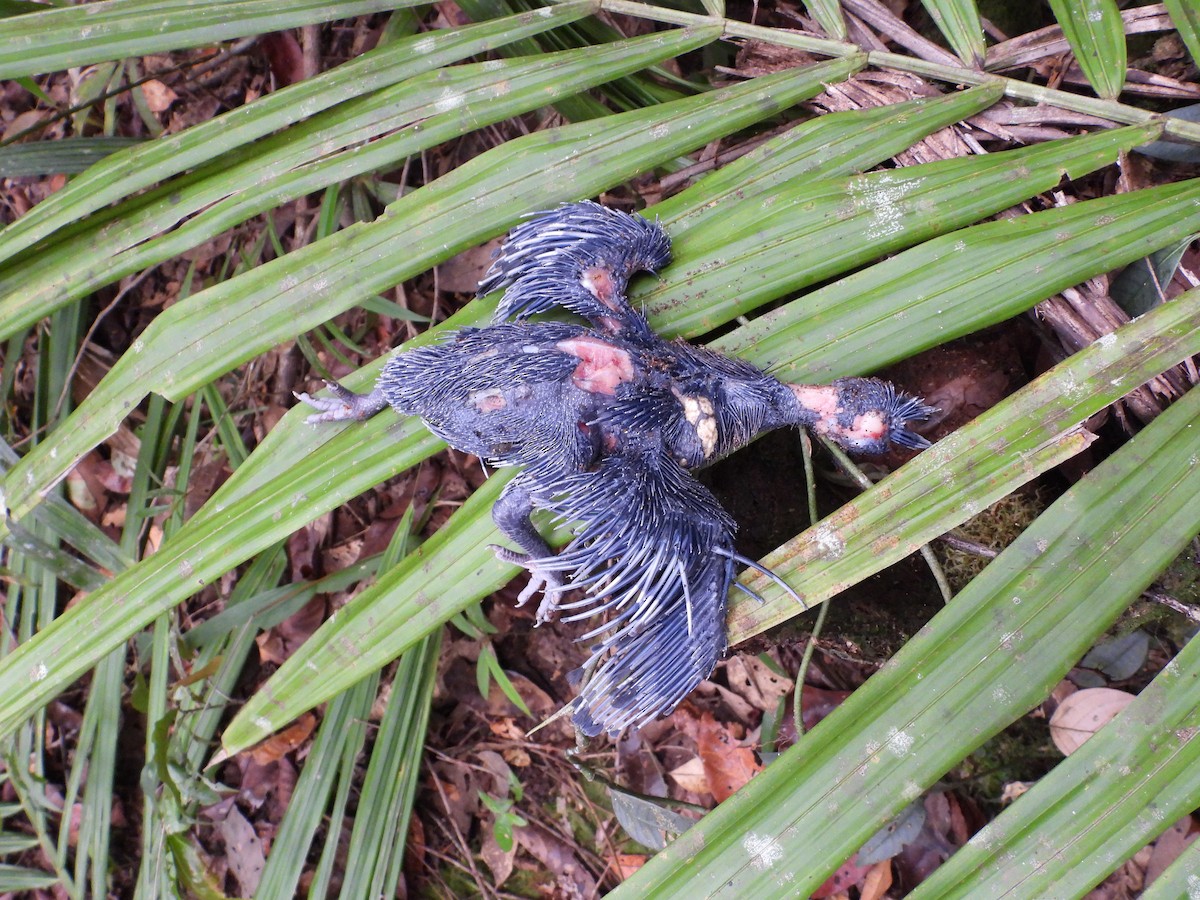 Sclater's Crowned-Pigeon - ML627942254
