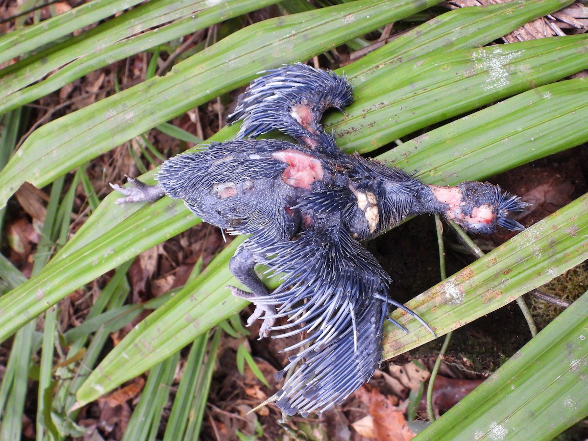 Sclater's Crowned-Pigeon - ML627942255