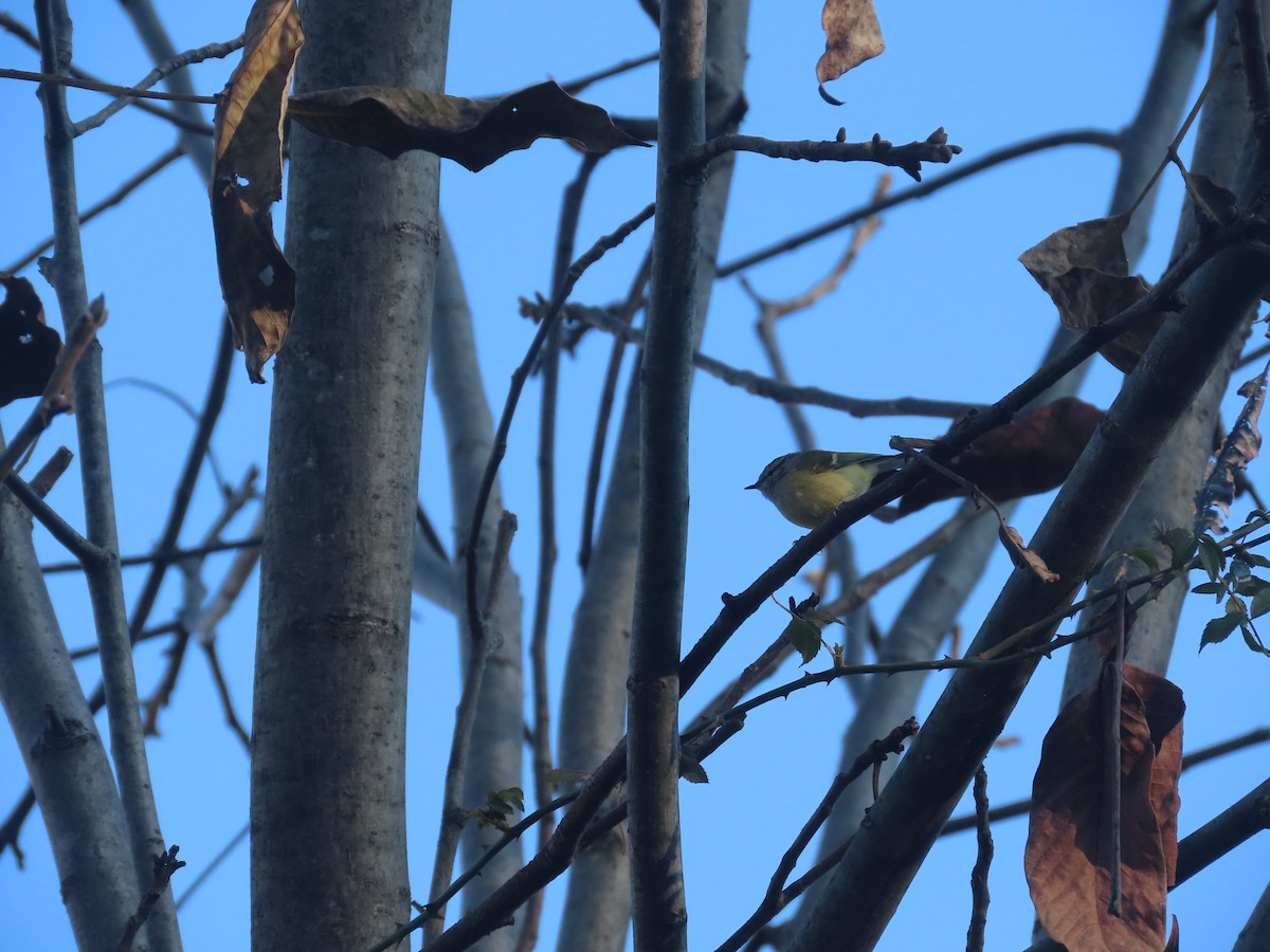 Ashy-throated Warbler - ML627942275