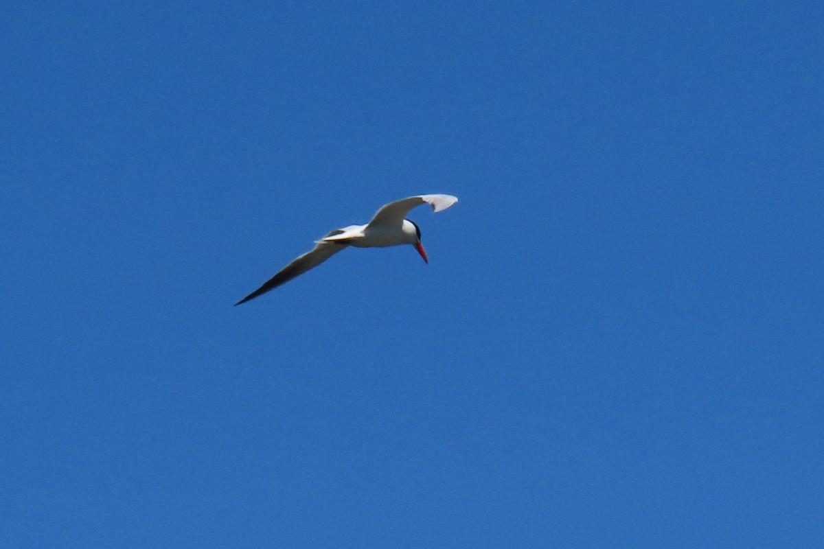 Caspian Tern - ML627942290