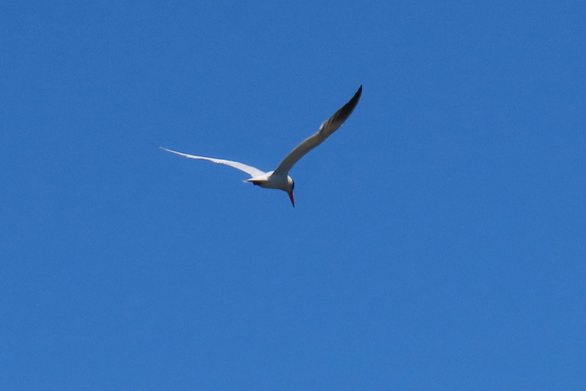Caspian Tern - ML627942292