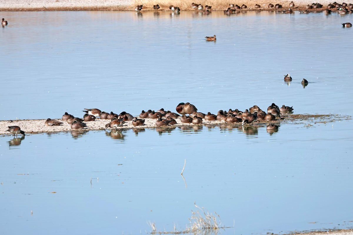 American Wigeon - ML627942304