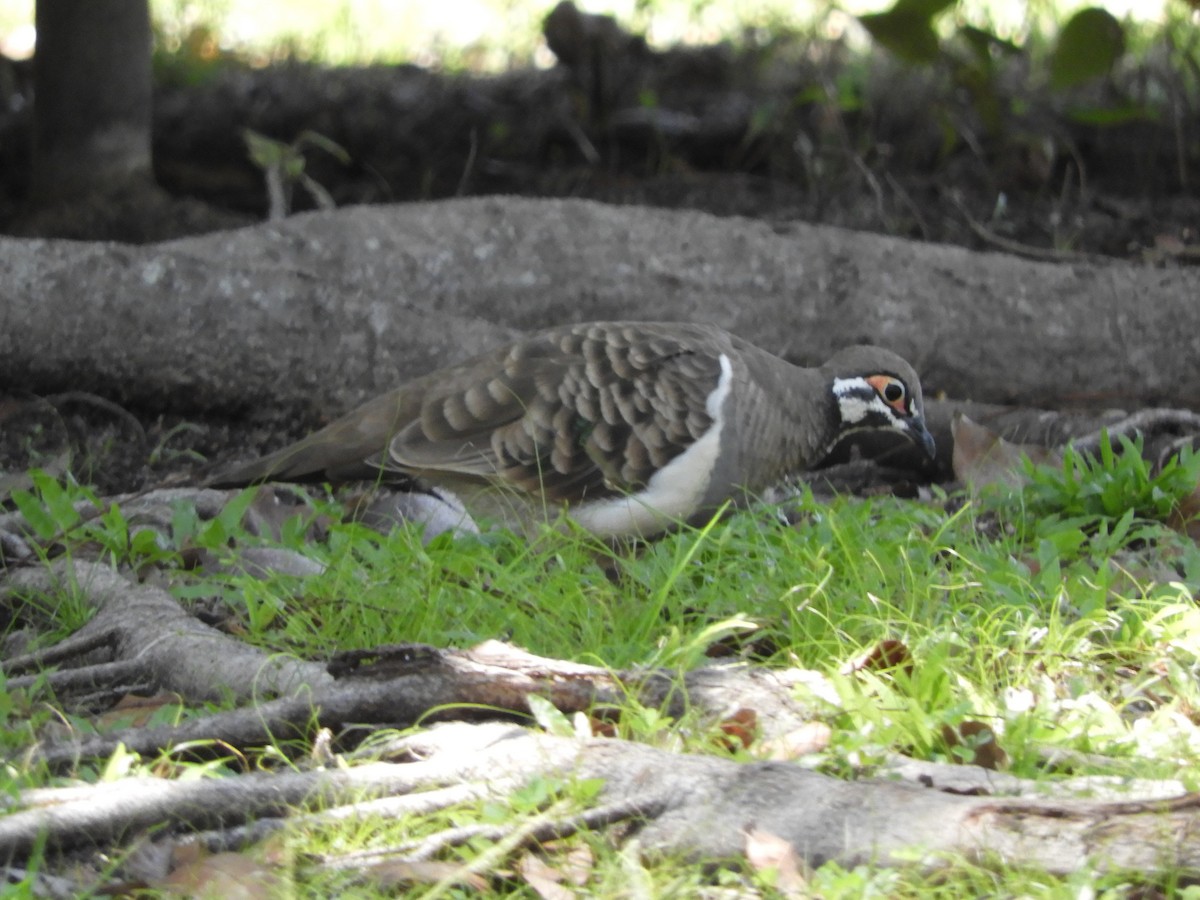 Squatter Pigeon - ML627942307