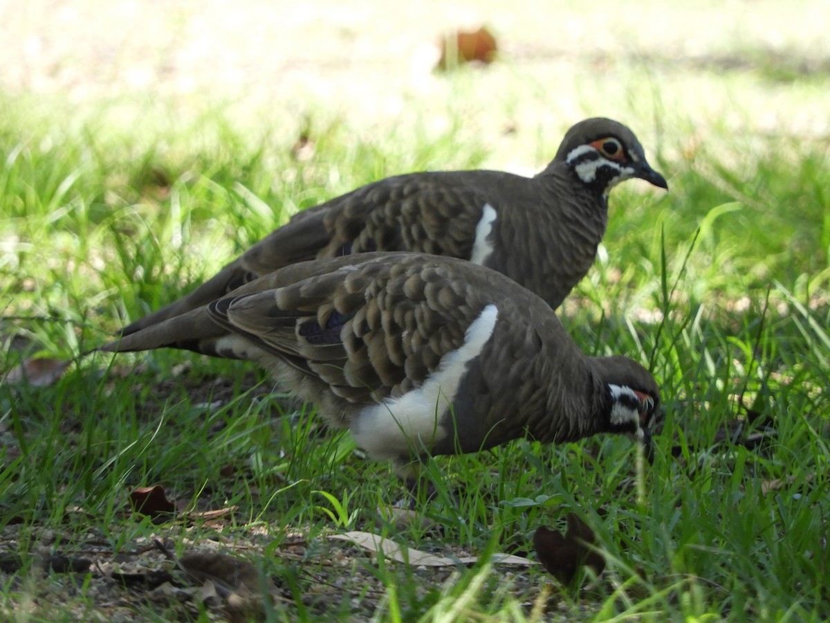 Squatter Pigeon - ML627942327