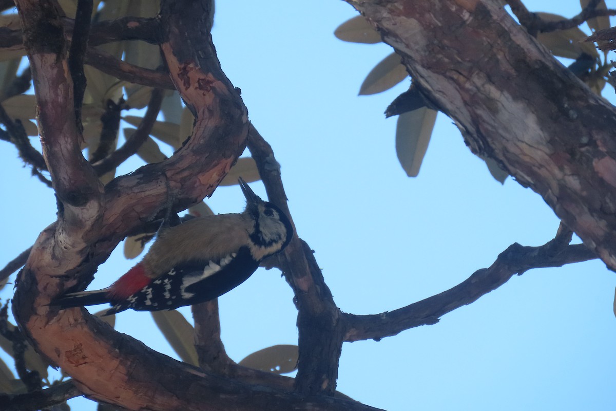 Himalayan Woodpecker - ML627942335