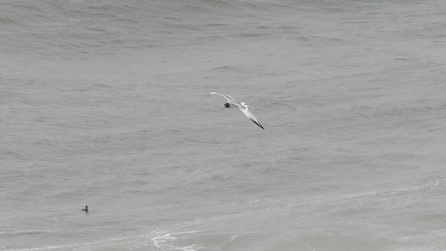 Swallow-tailed Gull - ML627942348