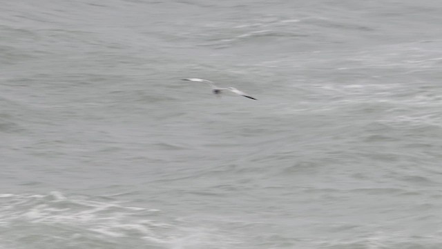 Swallow-tailed Gull - ML627942351