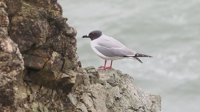 Swallow-tailed Gull - ML627942353