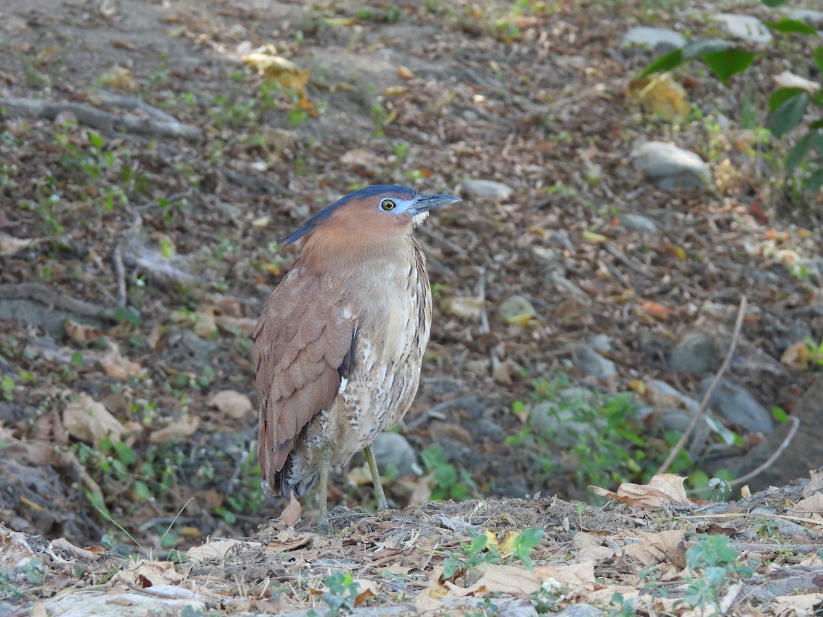 黑冠麻鷺 - ML627942370