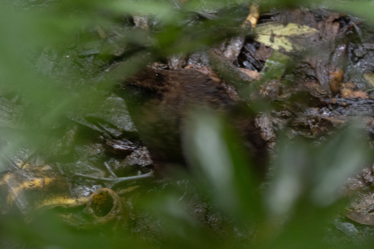 Black-breasted Wood-Quail - ML627942412