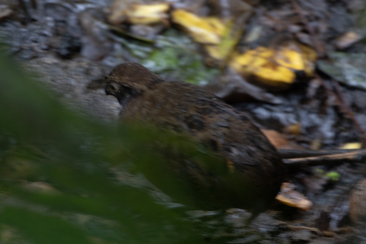 Black-breasted Wood-Quail - ML627942418