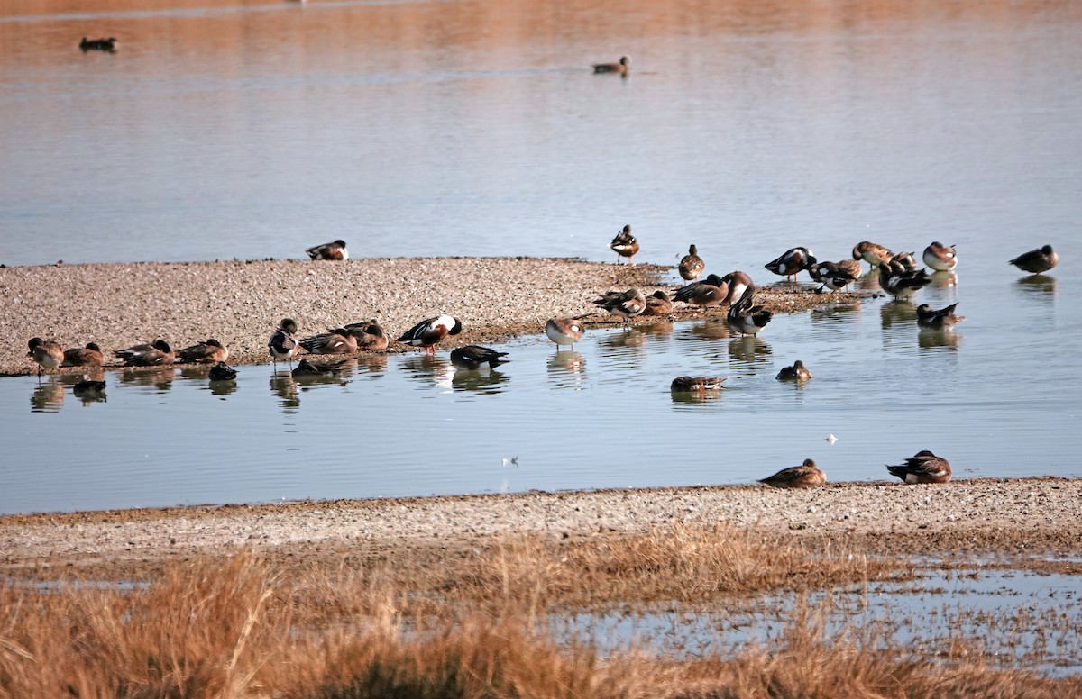 Northern Shoveler - ML627942419