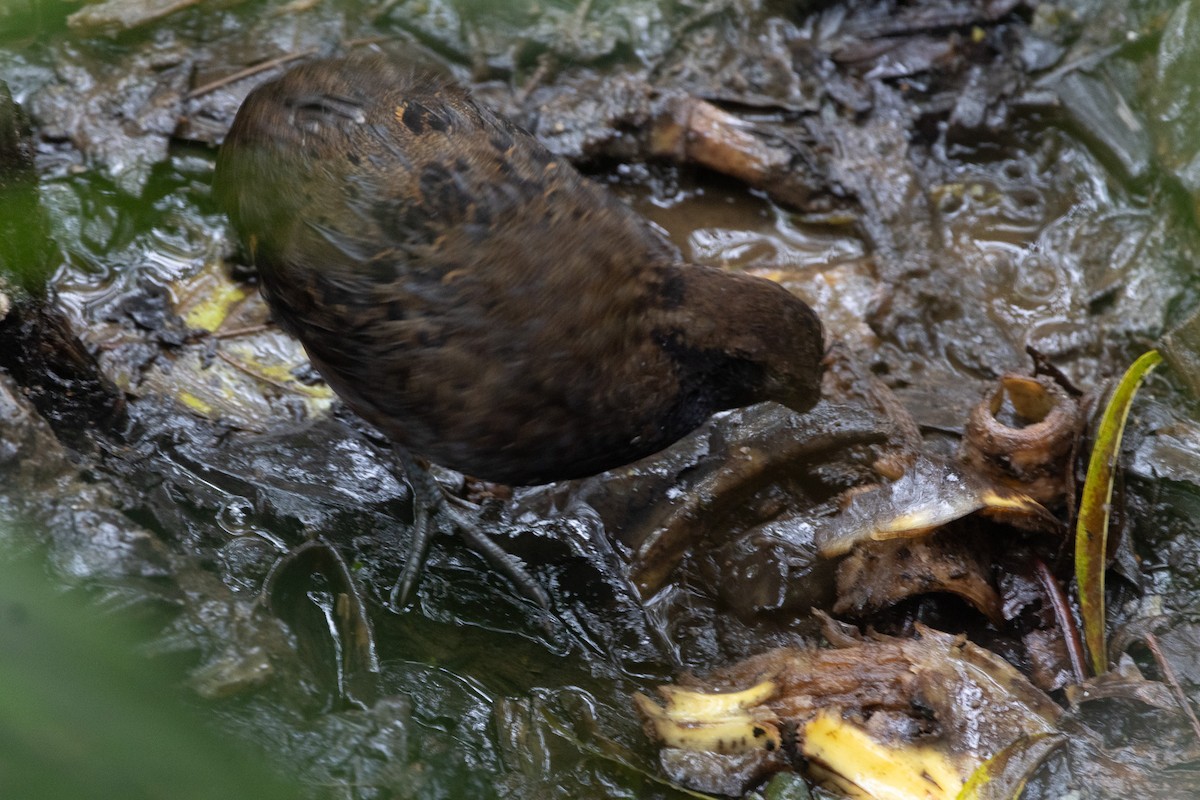 Black-breasted Wood-Quail - ML627942420
